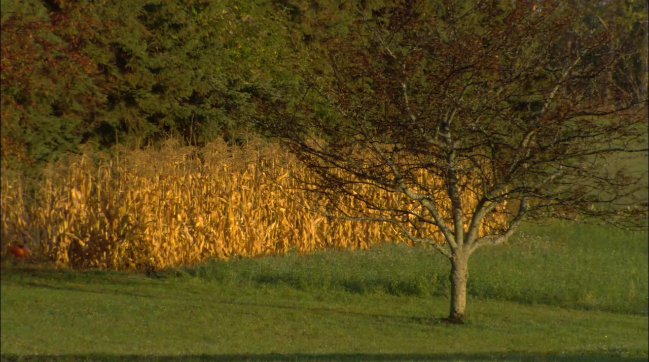 Barn Red screenshot 2