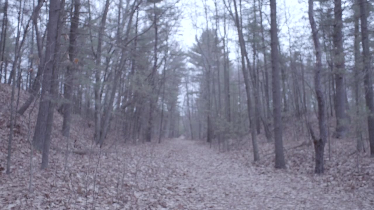 Barren Trees screenshot 1