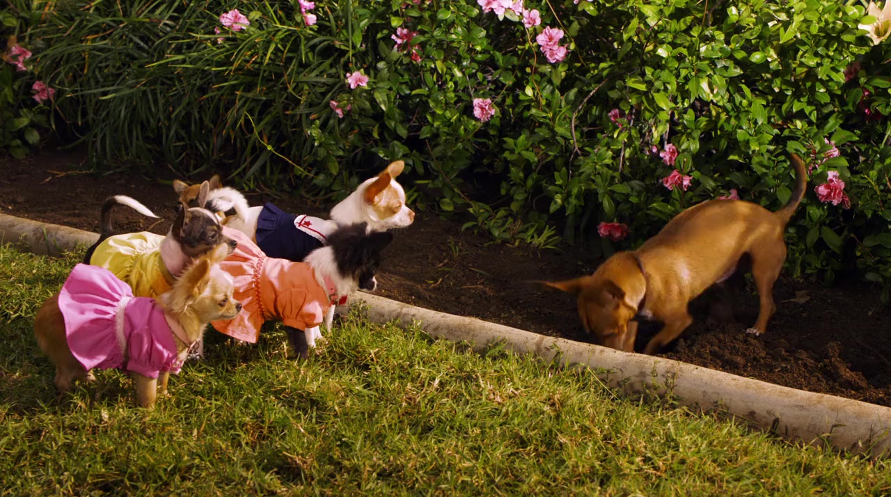 Beverly Hills Chihuahua 2 screenshot 1