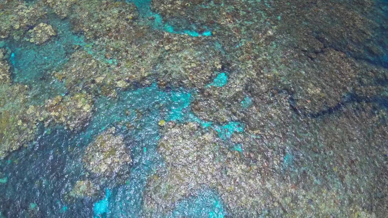 Beyond the Reef screenshot 1