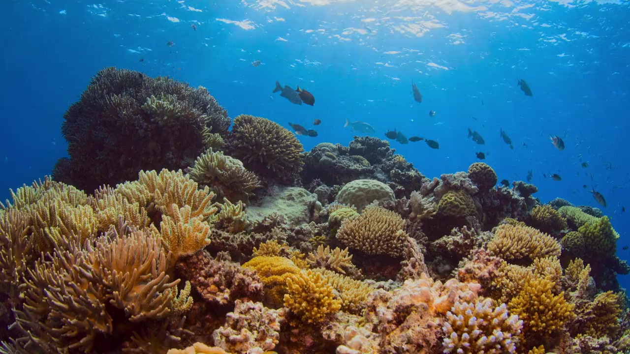 Beyond the Reef screenshot 2