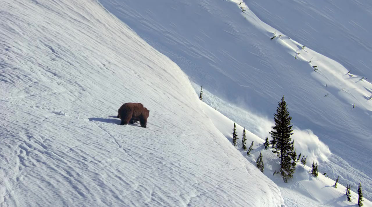 Bears screenshot 2