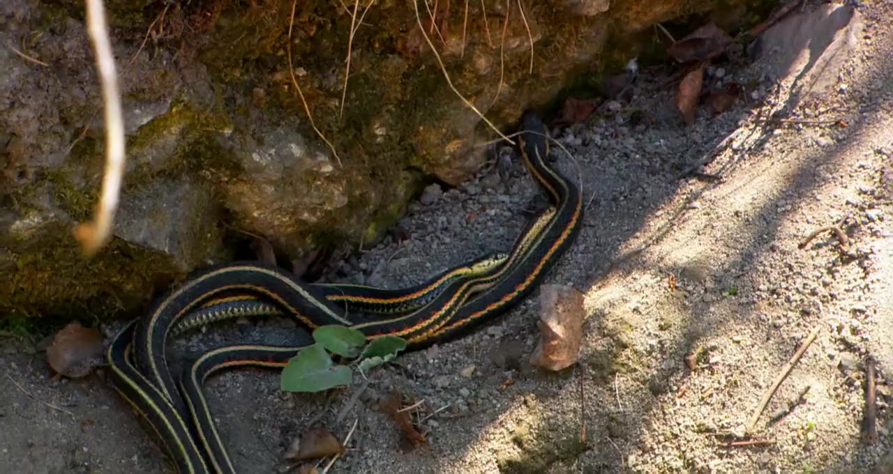 Beauty of Snakes screenshot 2