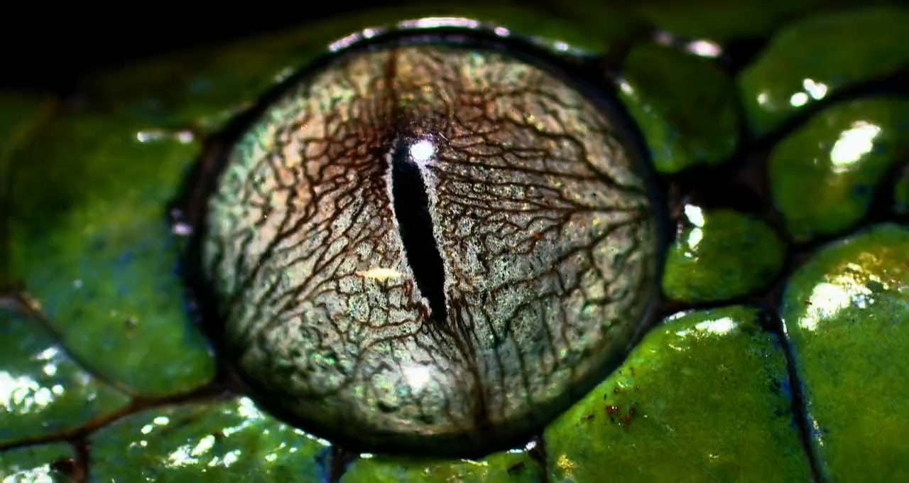 Beauty of Snakes screenshot 3
