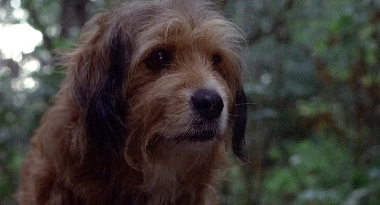Benji the Hunted screenshot 3