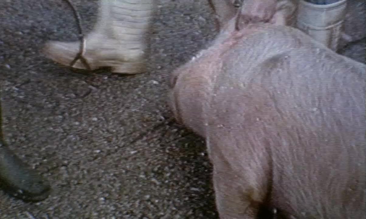 Benny's Video screenshot 3