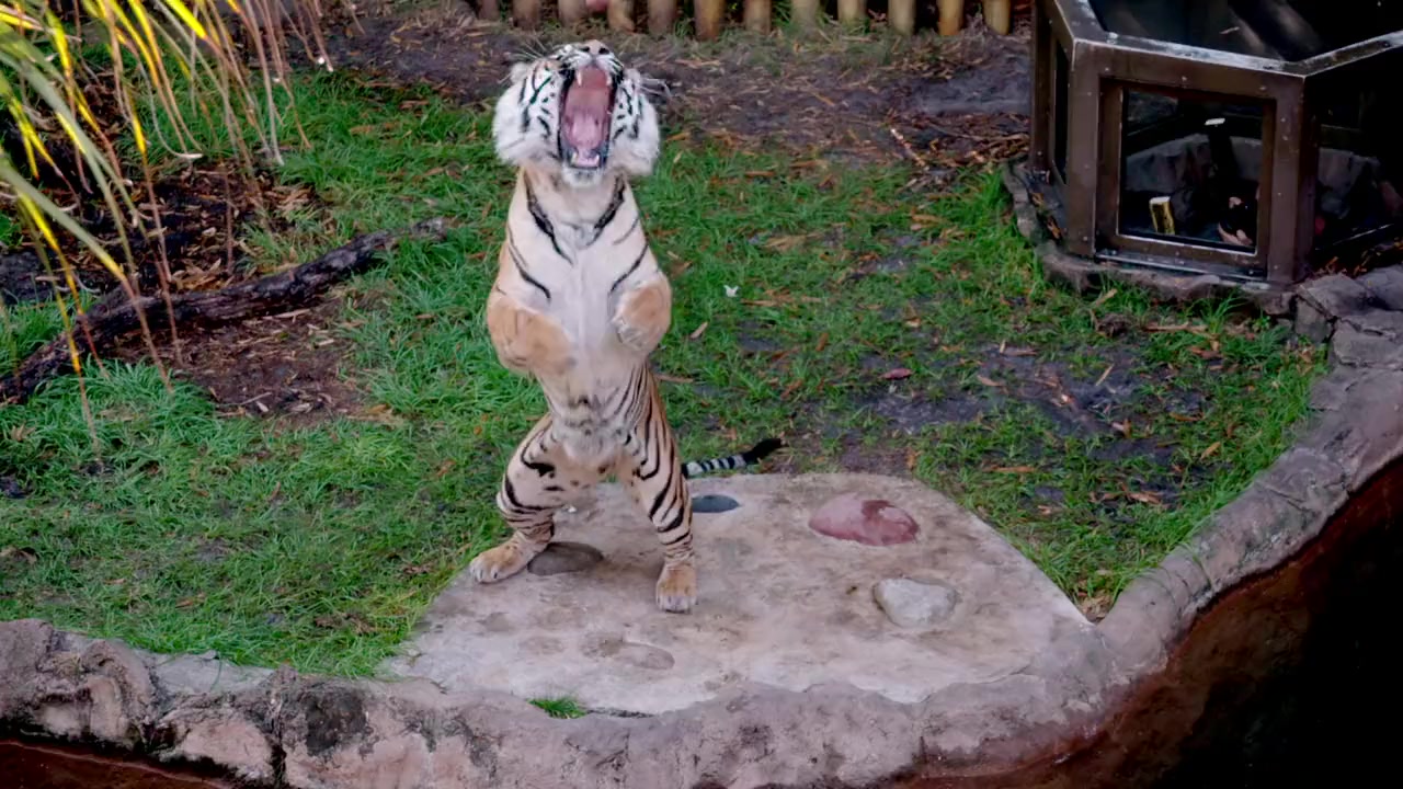 Big Cat Games screenshot 3