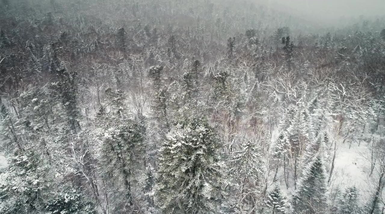 Russia's Wild Tiger screenshot 1