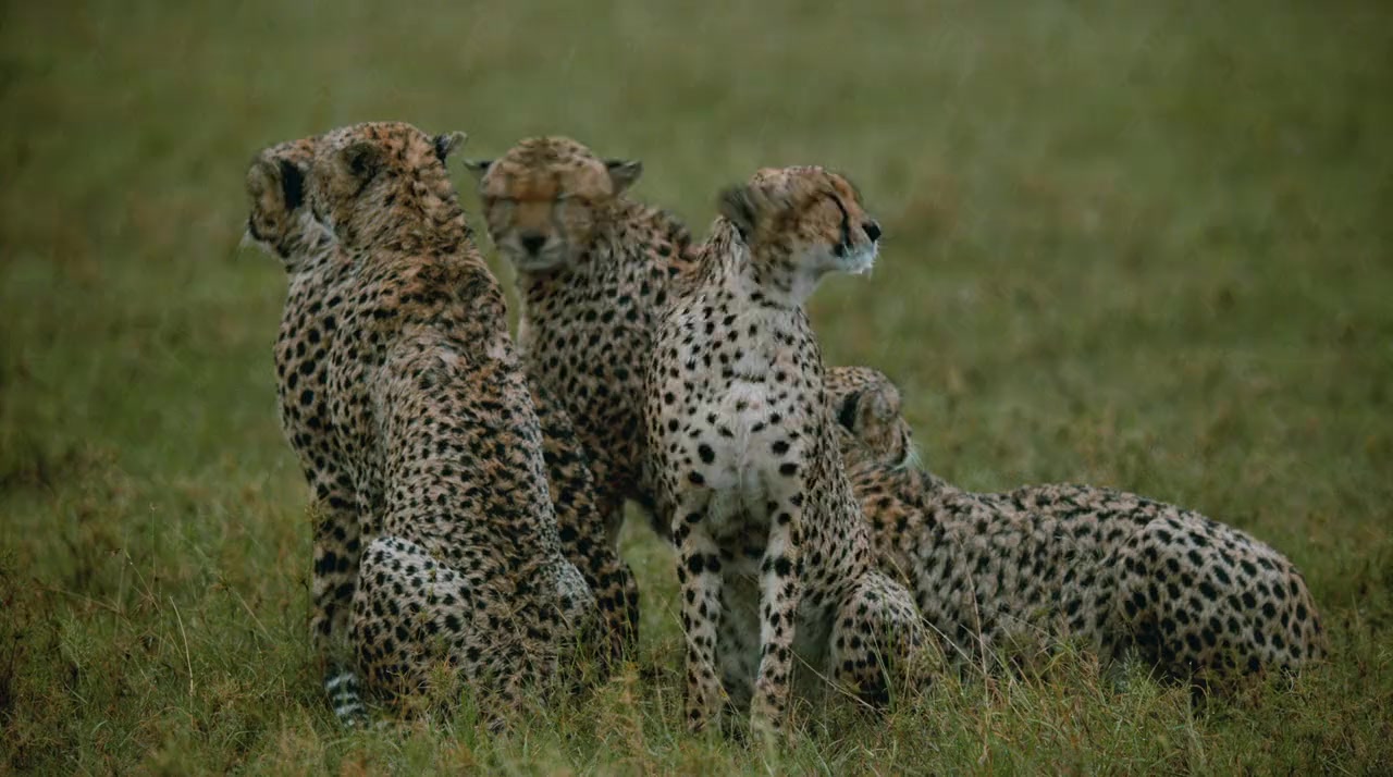 The Way of the Cheetah screenshot 1