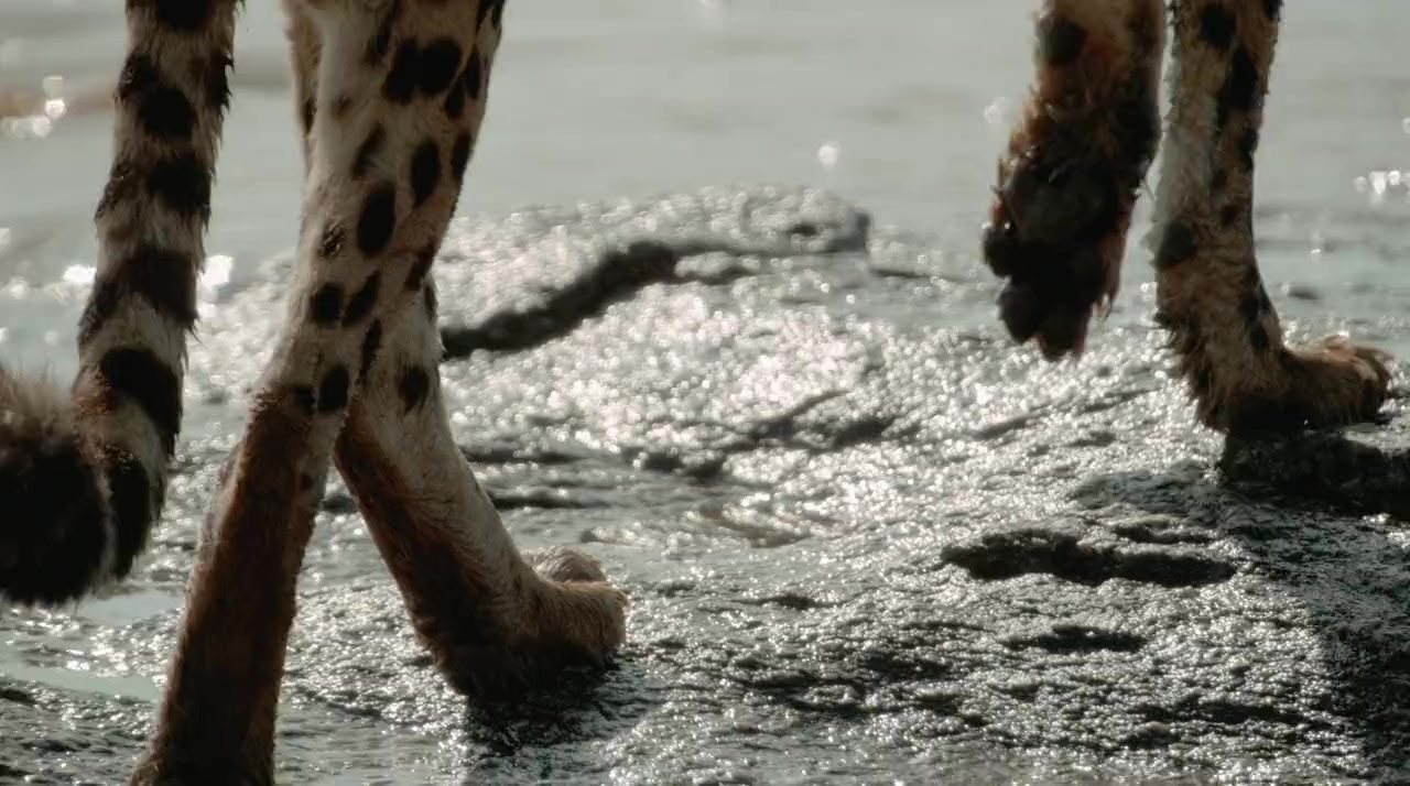 The Way of the Cheetah screenshot 2