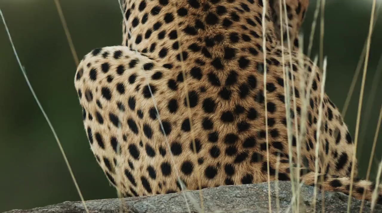 The Way of the Cheetah screenshot 3