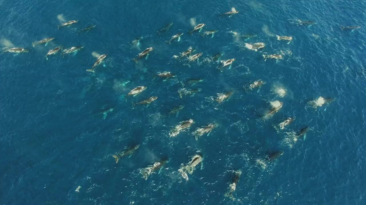 Big Sharks Rule screenshot 1
