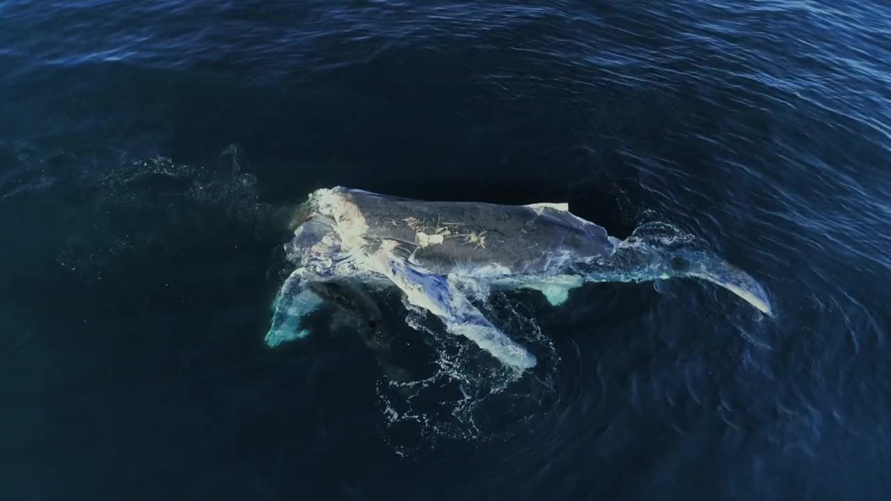 Big Sharks Rule screenshot 2