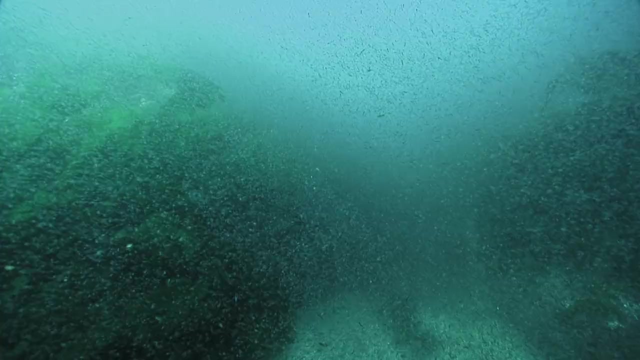Big Sharks Rule screenshot 3