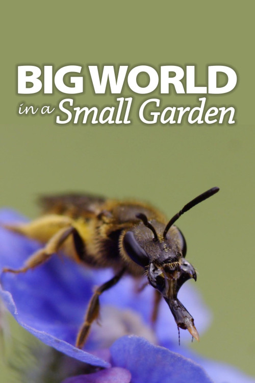 Big World in a Small Garden (2016) poster