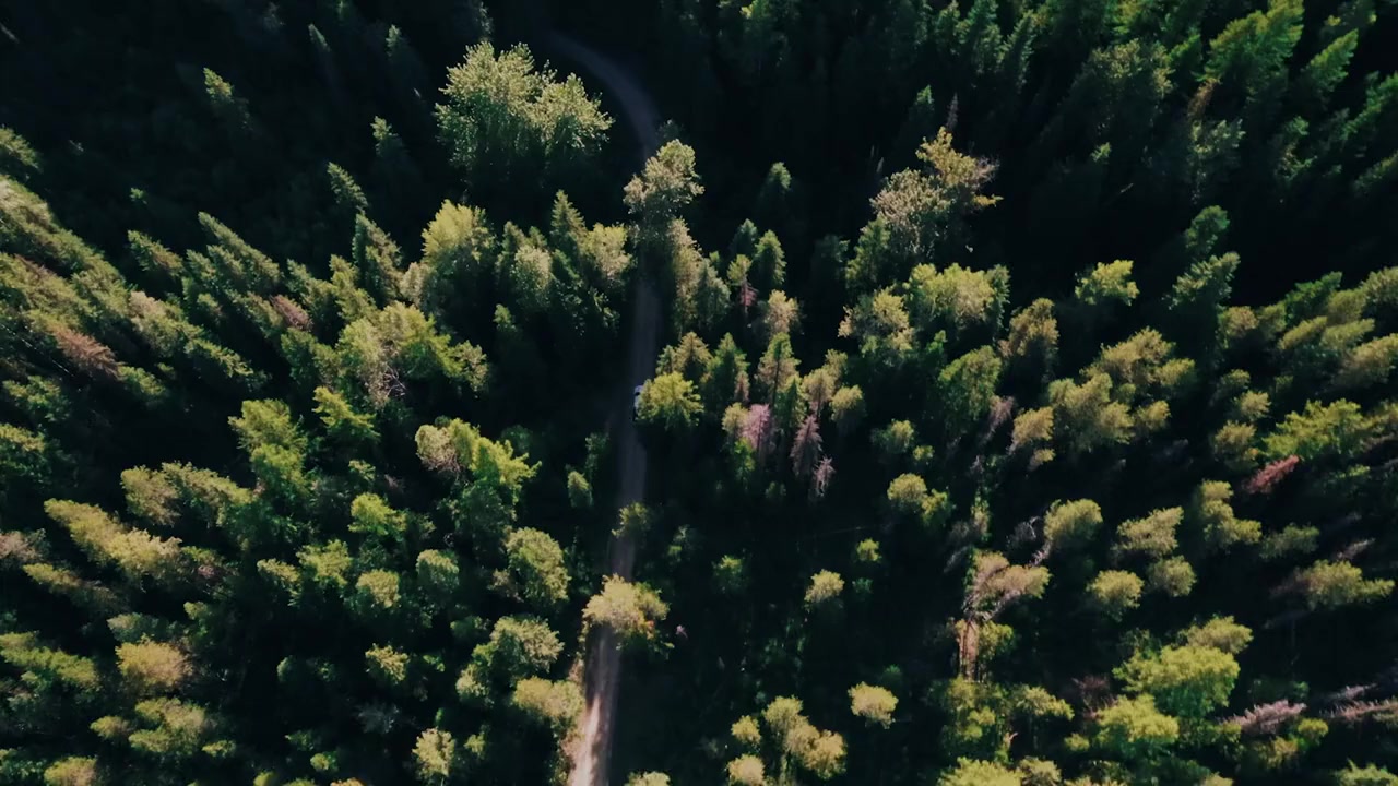 Bigfoot Encounters in the Pacific Northwest screenshot 1