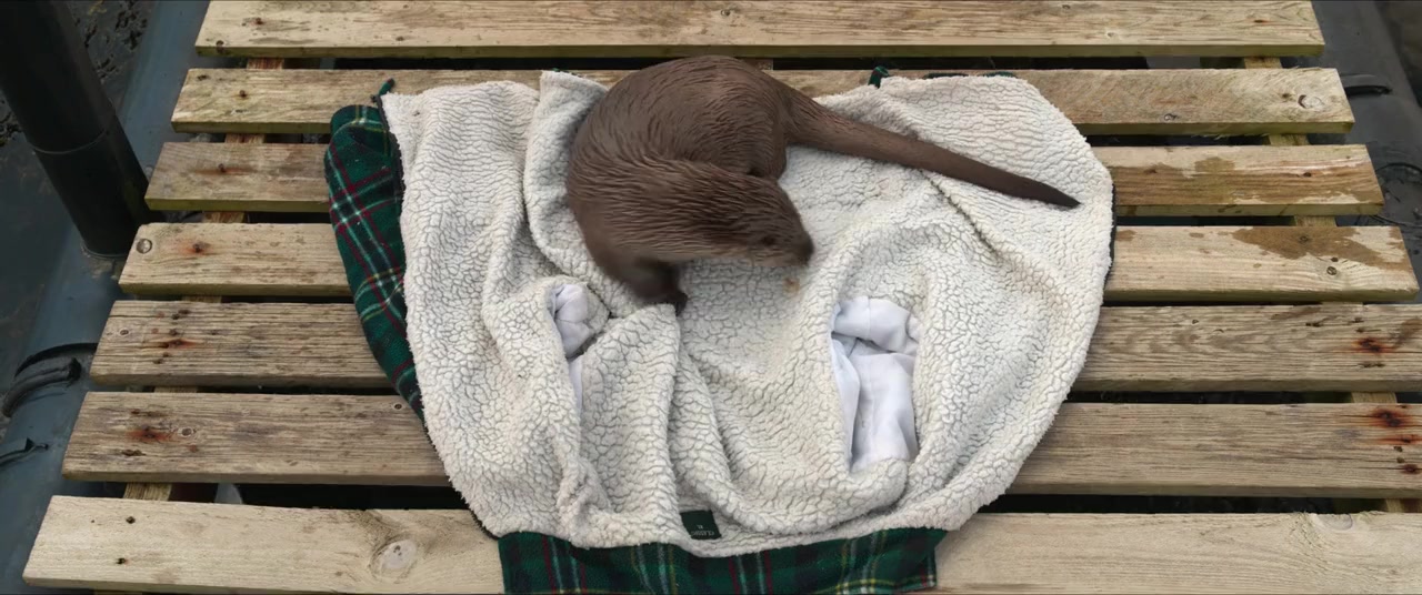Billy & Molly: An Otter Love Story screenshot 2