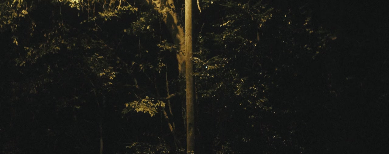 Birds at Night screenshot 3