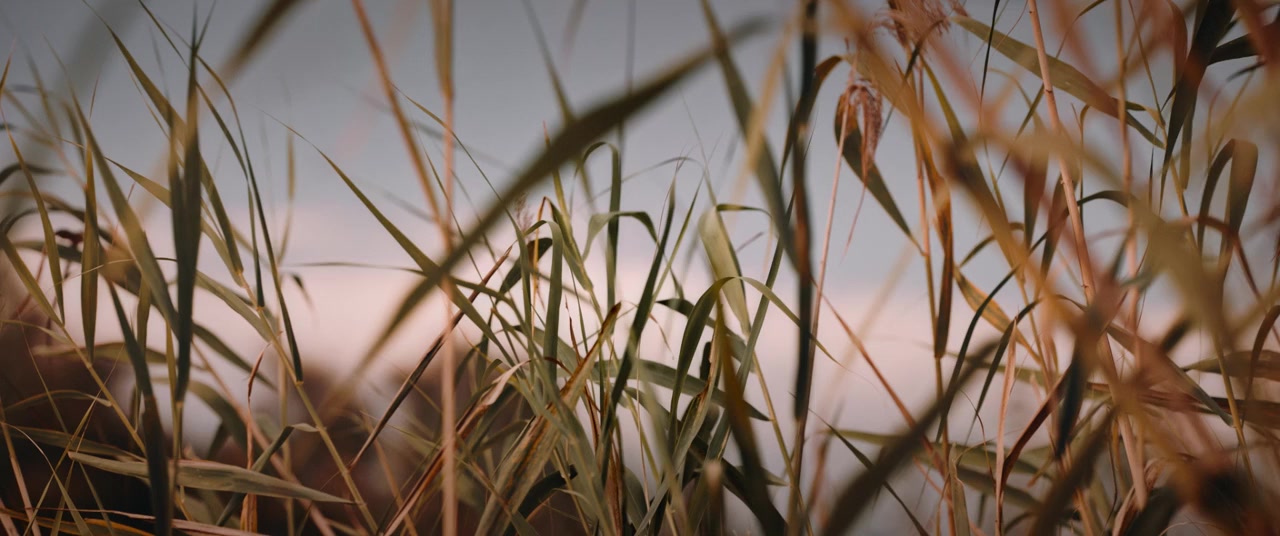 Pájaros screenshot 1