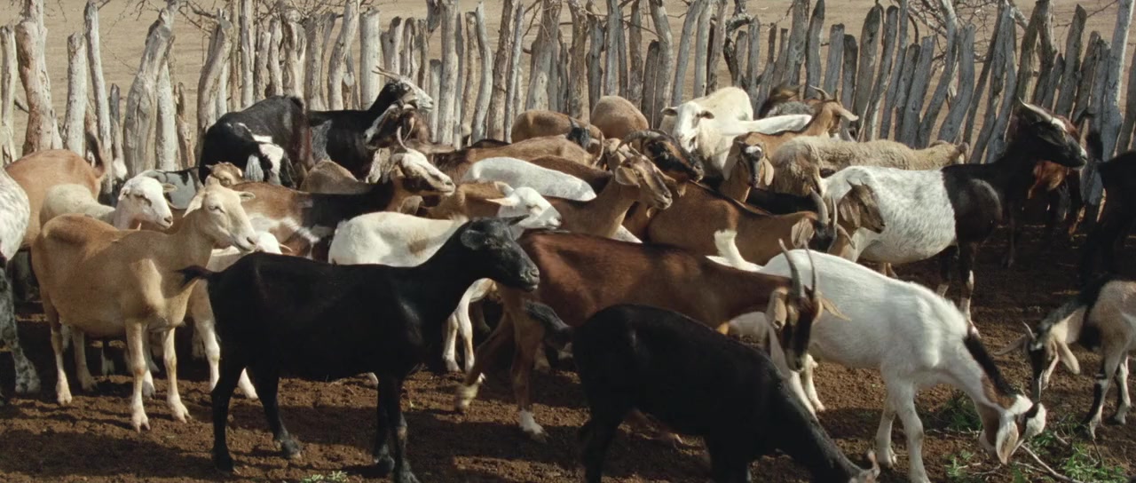 Pájaros de verano screenshot 1