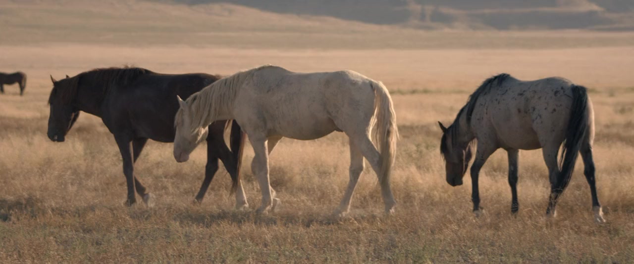 Black Beauty screenshot 3