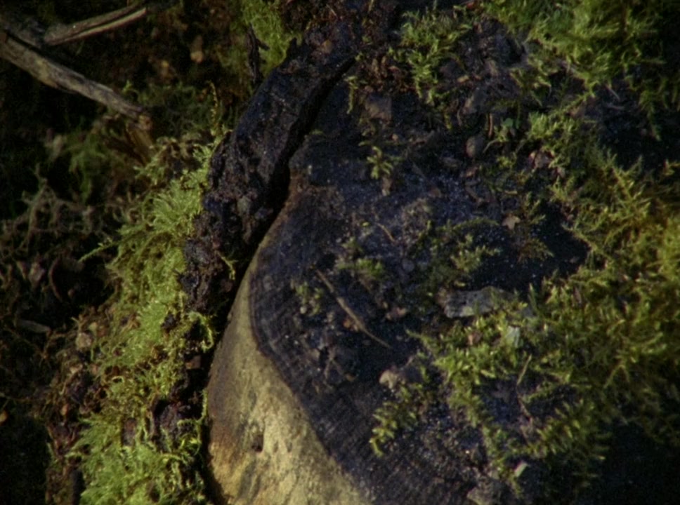 Black Pond screenshot 2