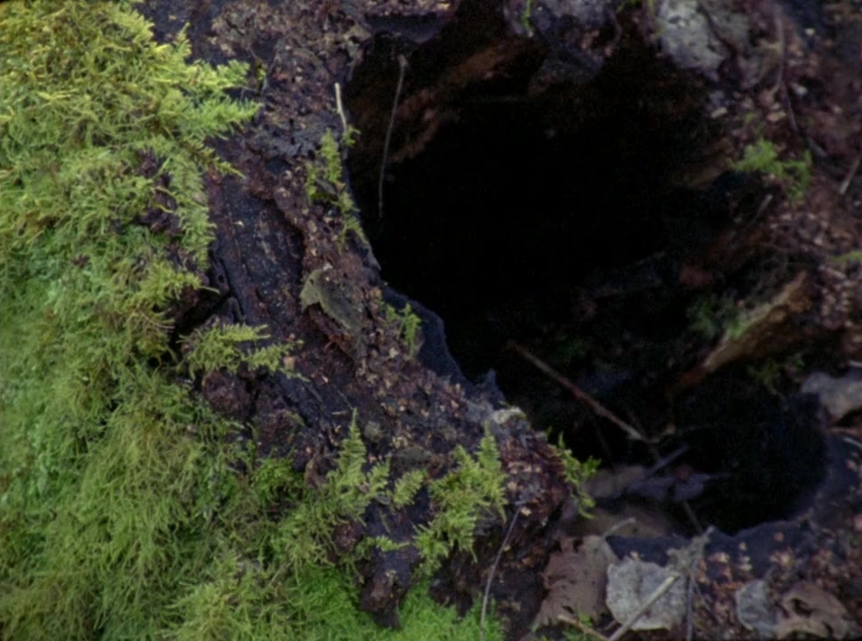 Black Pond screenshot 3