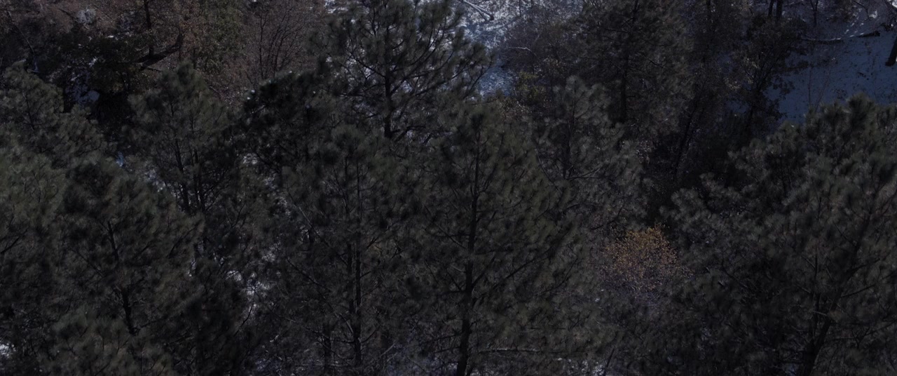 BlackWood screenshot 1