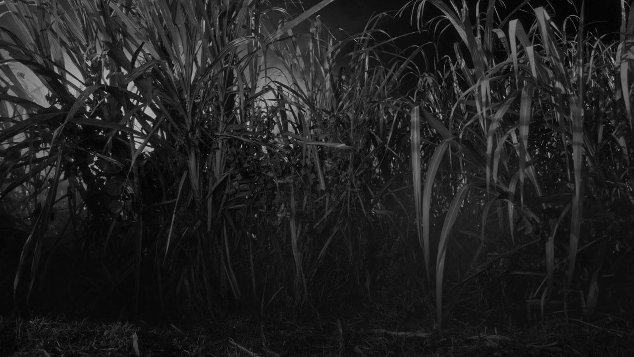 Black Zombie screenshot 3