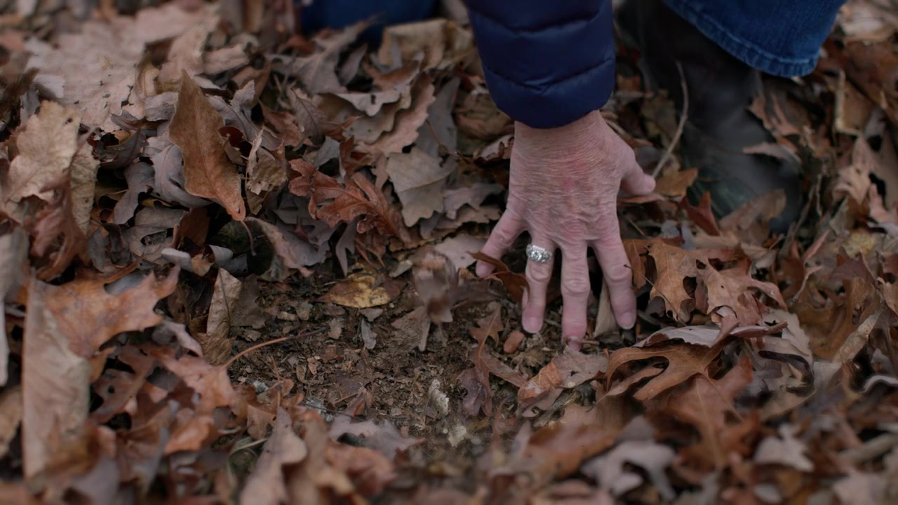 Blow: The True Story of Cocaine, a Bear, and a Crooked Kentucky Cop screenshot 1