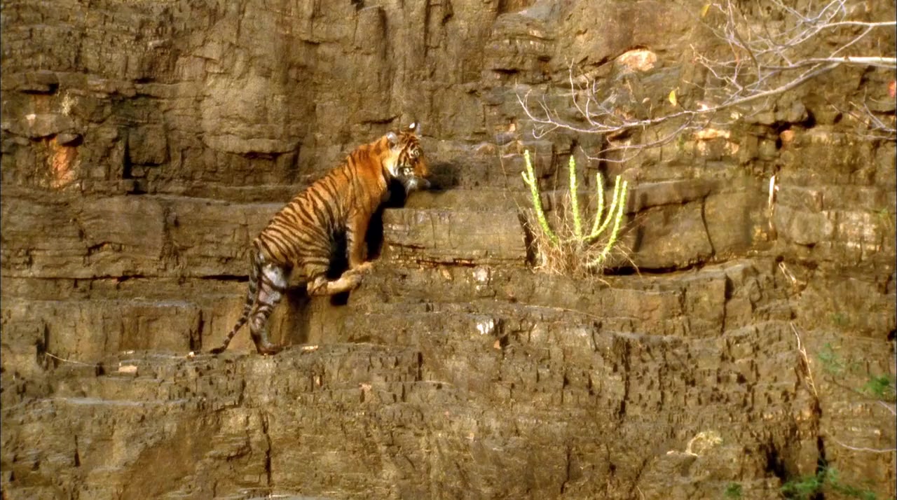 Broken Tail screenshot 1