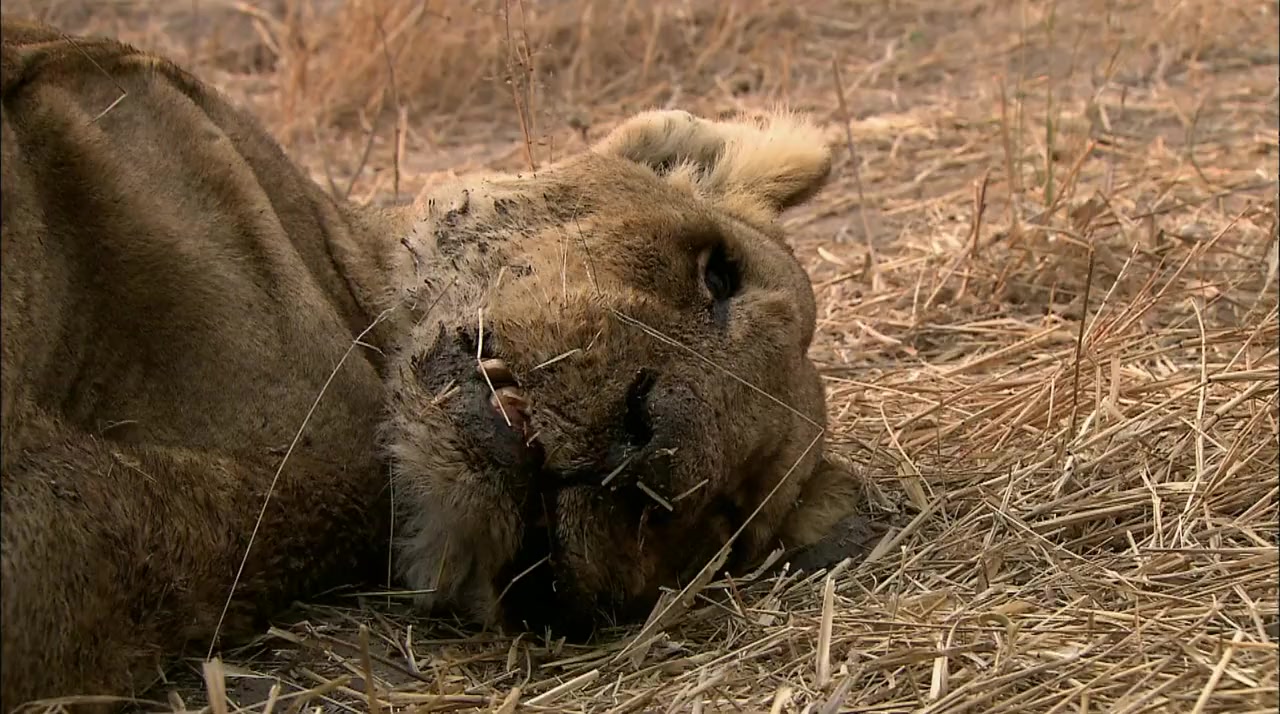 Brothers in Blood: The Lions of Sabi Sand screenshot 1