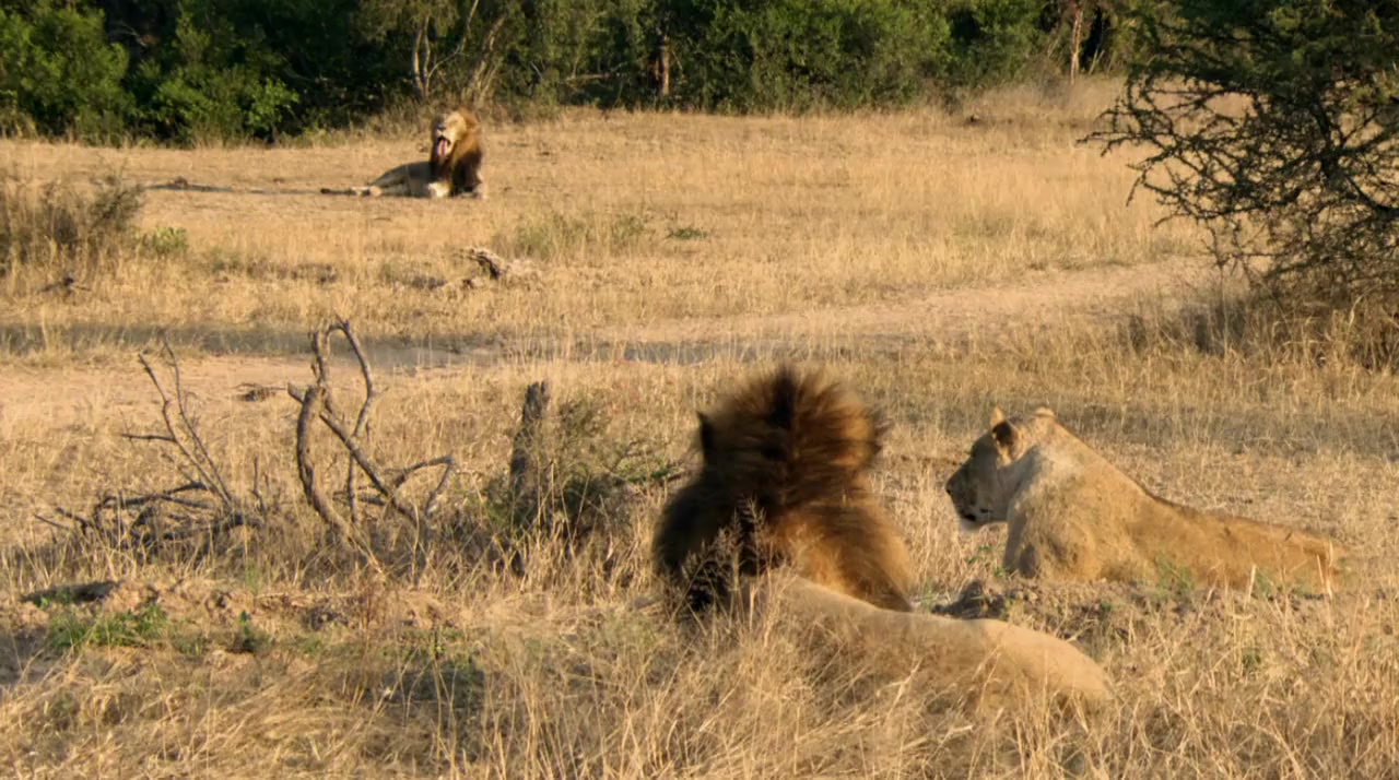 Brothers in Blood: The Lions of Sabi Sand screenshot 2