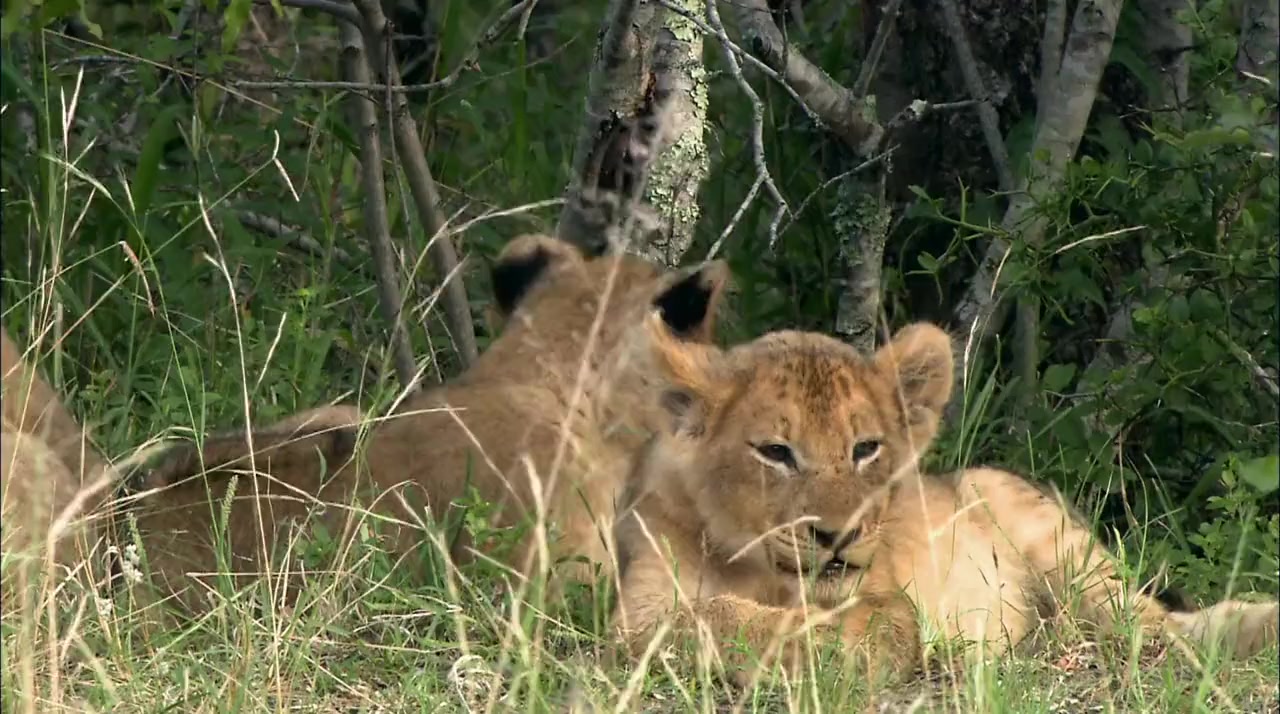 Brothers in Blood: The Lions of Sabi Sand screenshot 3