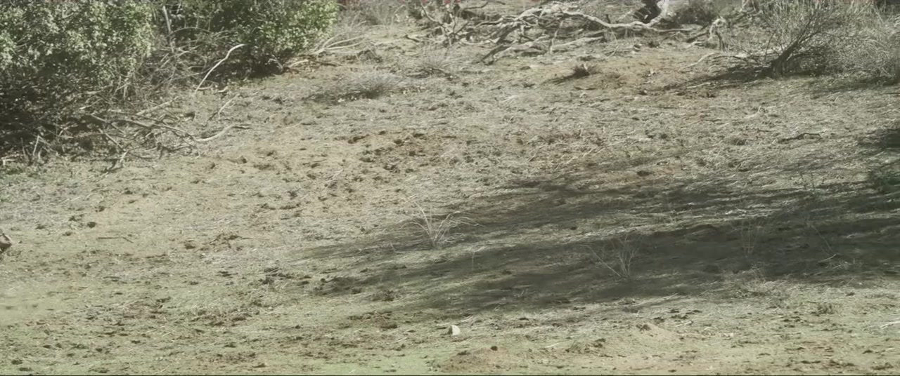 Butch Cassidy and the Wild Bunch screenshot 1