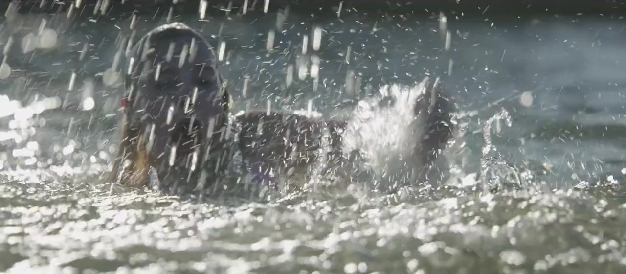 Bull Shark 3 screenshot 2