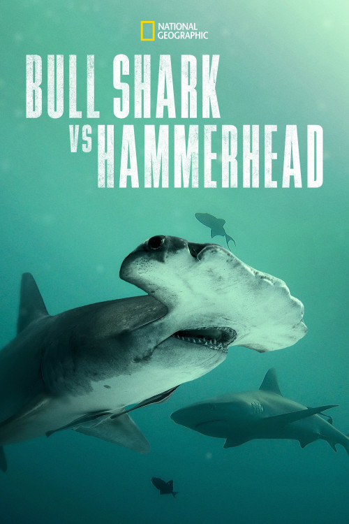 Bull Shark vs Hammerhead (2023) poster