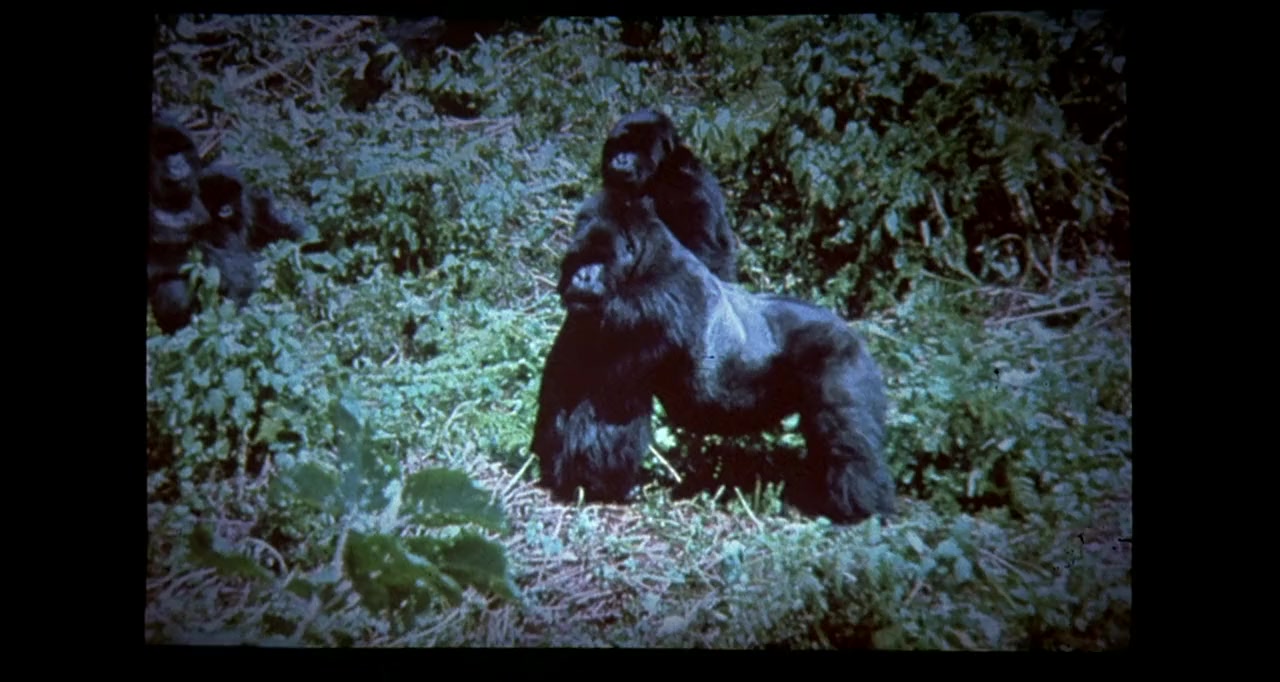 Gorillas in the Mist: The Story of Dian Fossey screenshot 3