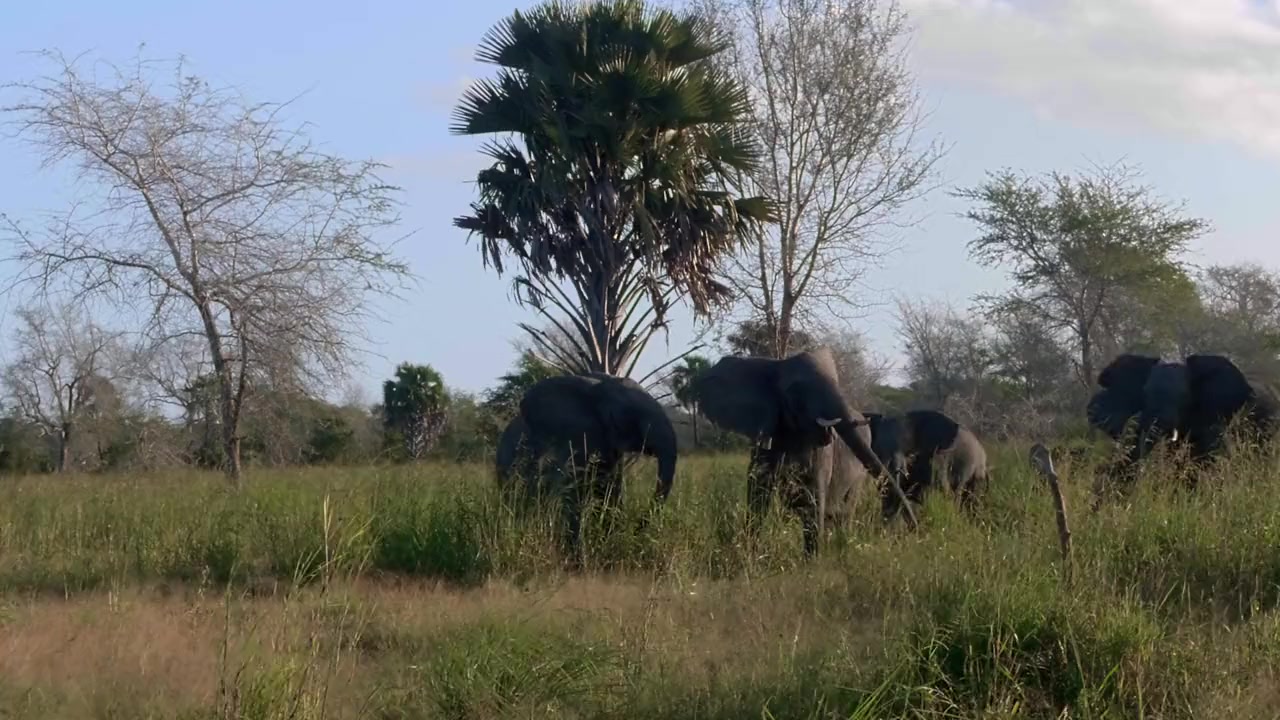 Gorongosa: Paradise Reborn screenshot 1
