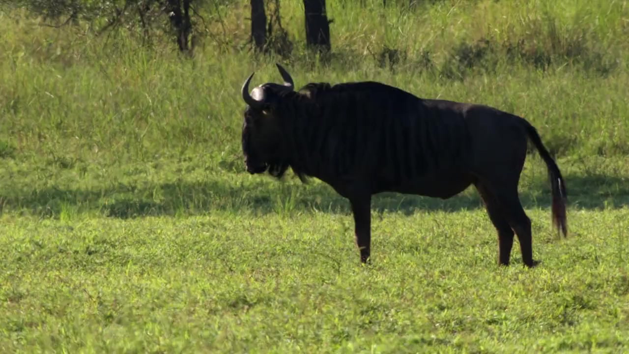Gorongosa: Paradise Reborn screenshot 2