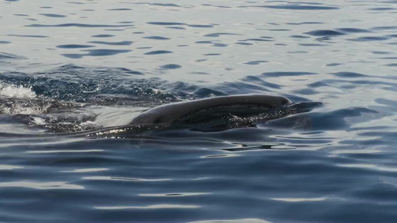 Game of Sharks screenshot 1