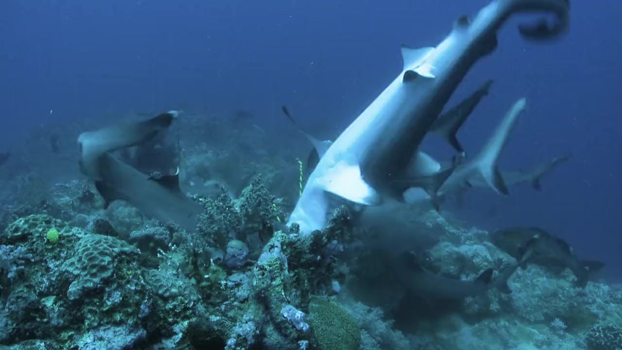 Game of Sharks screenshot 2