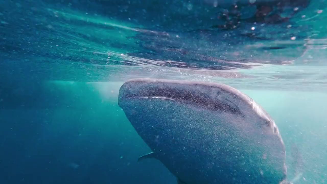 Game of Sharks screenshot 3