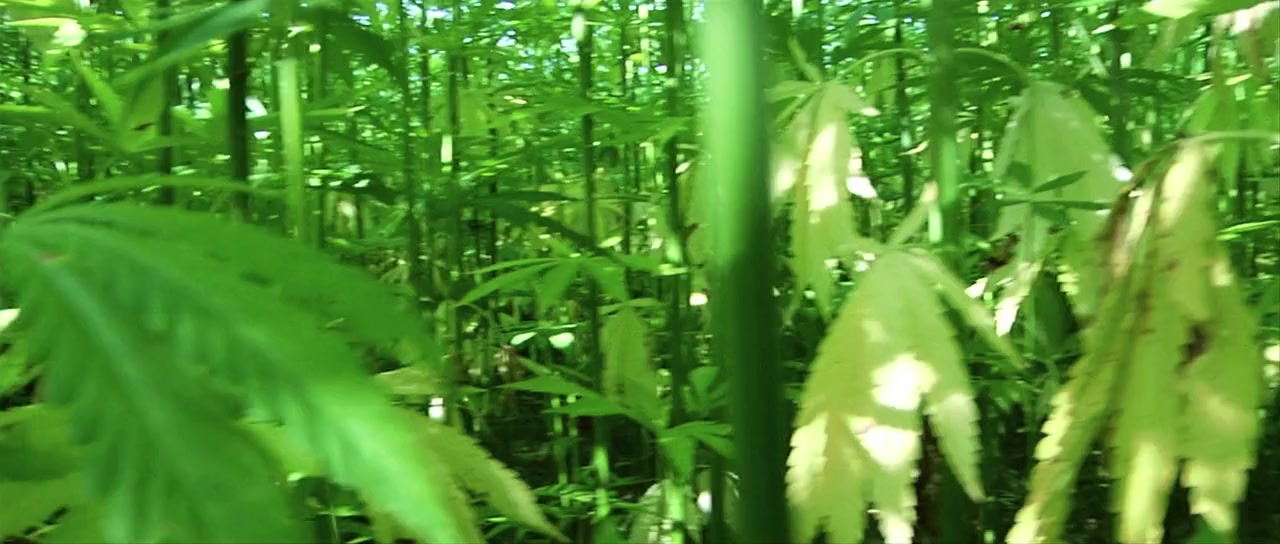 Ganja Fiction screenshot 3