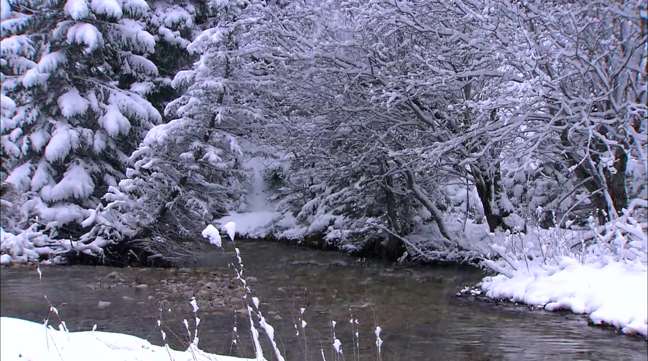 Garden Wild! screenshot 1