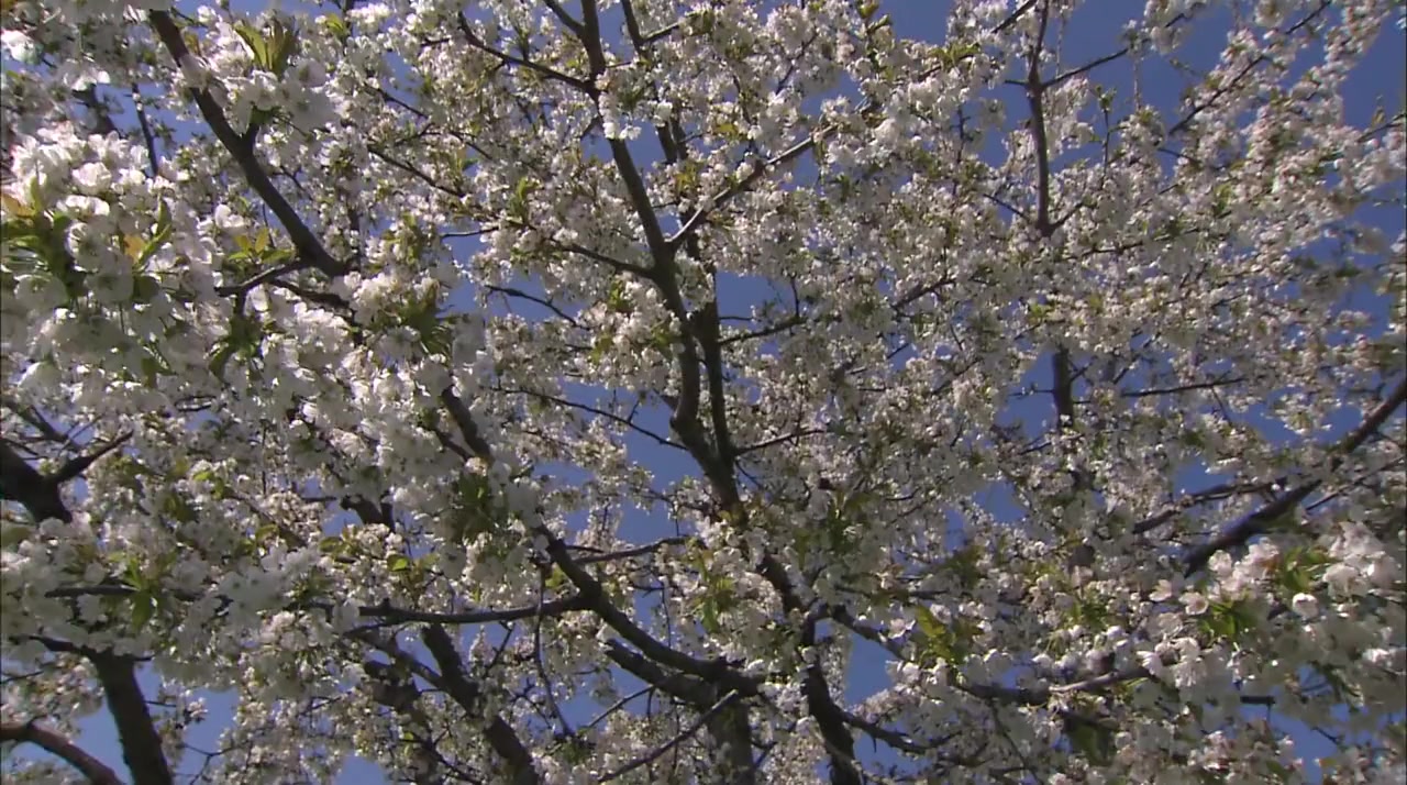 Garden Wild! screenshot 2
