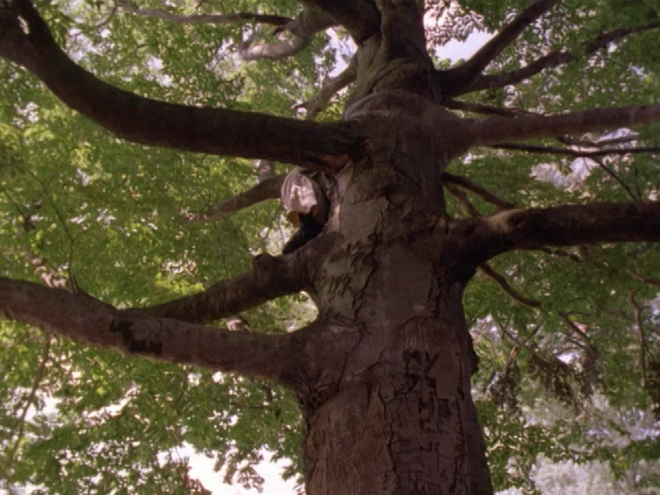 Treed Murray screenshot 1