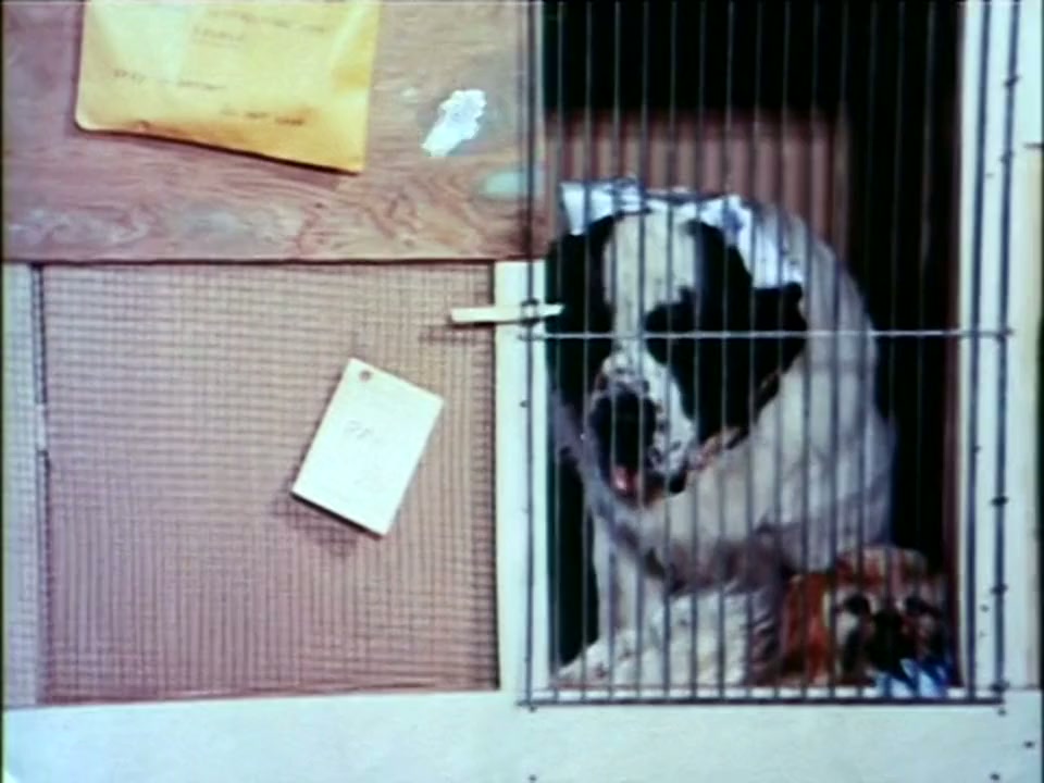 George screenshot 3