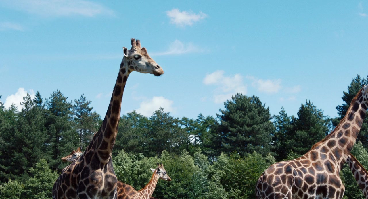 Giraffe screenshot 1