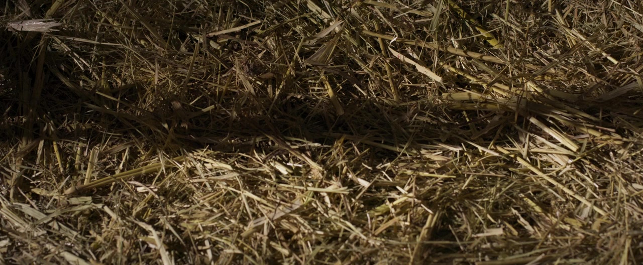 Girl Next screenshot 1